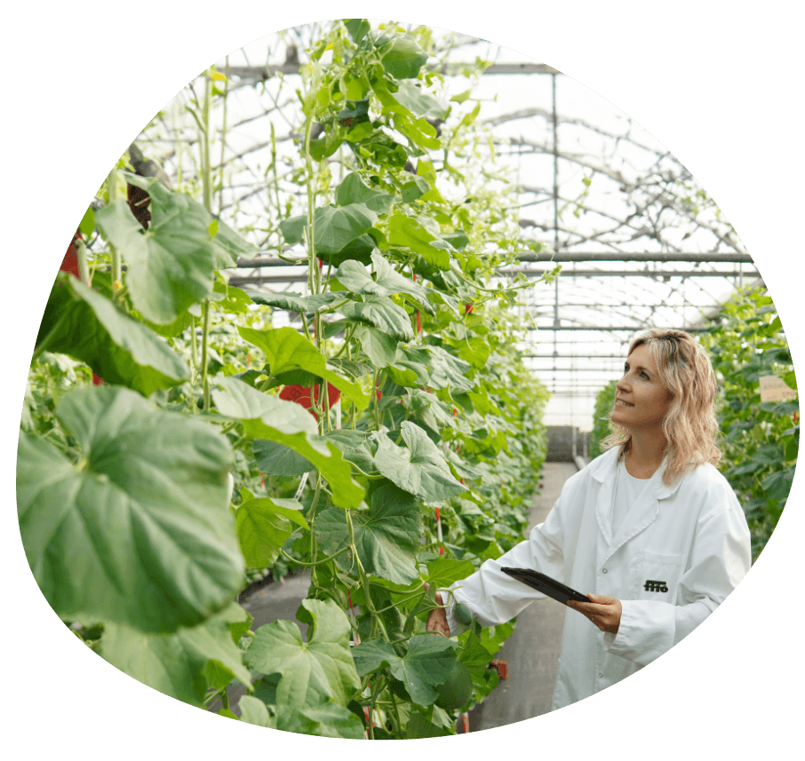 logo semillas fito caso exito semillas fito